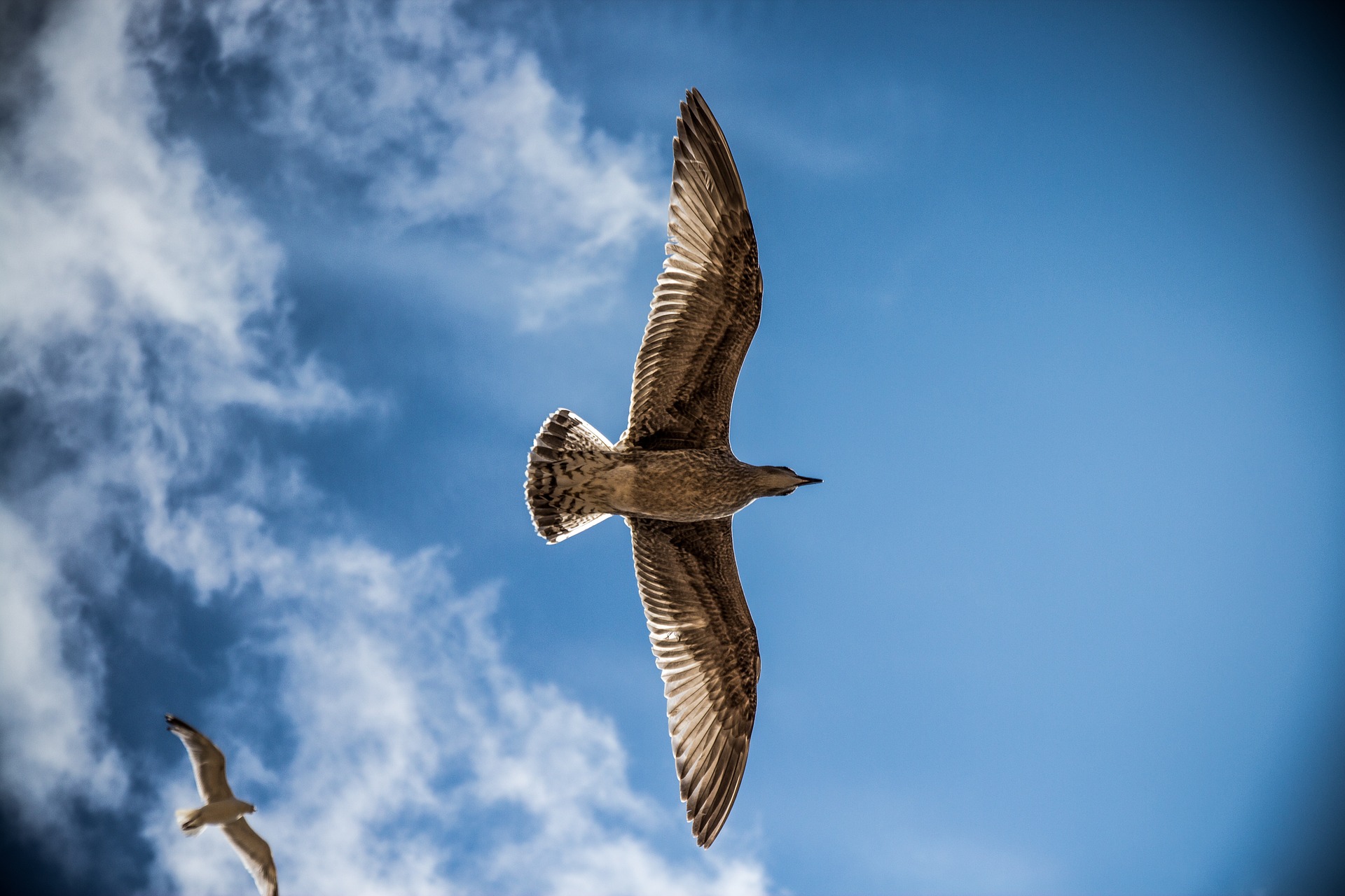 image of bird as seen from below. Note the long trapezoidal body.