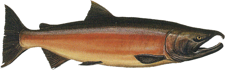 Salmon